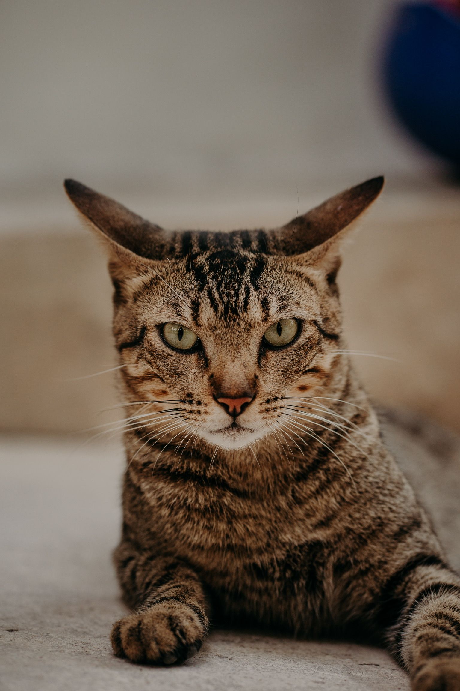 Cat at WILD Tulum surroundings