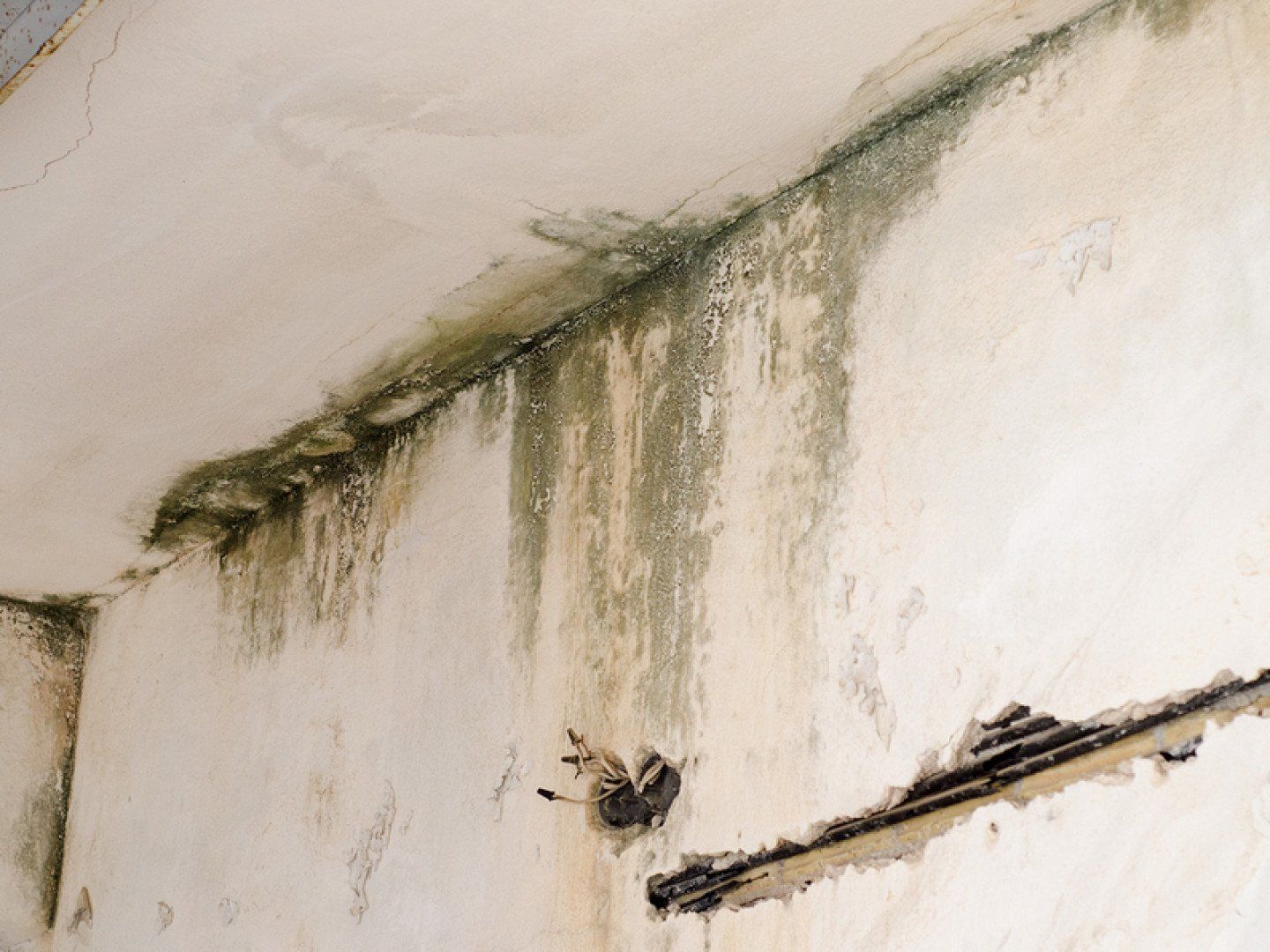 Water Damage on Fungus Mold