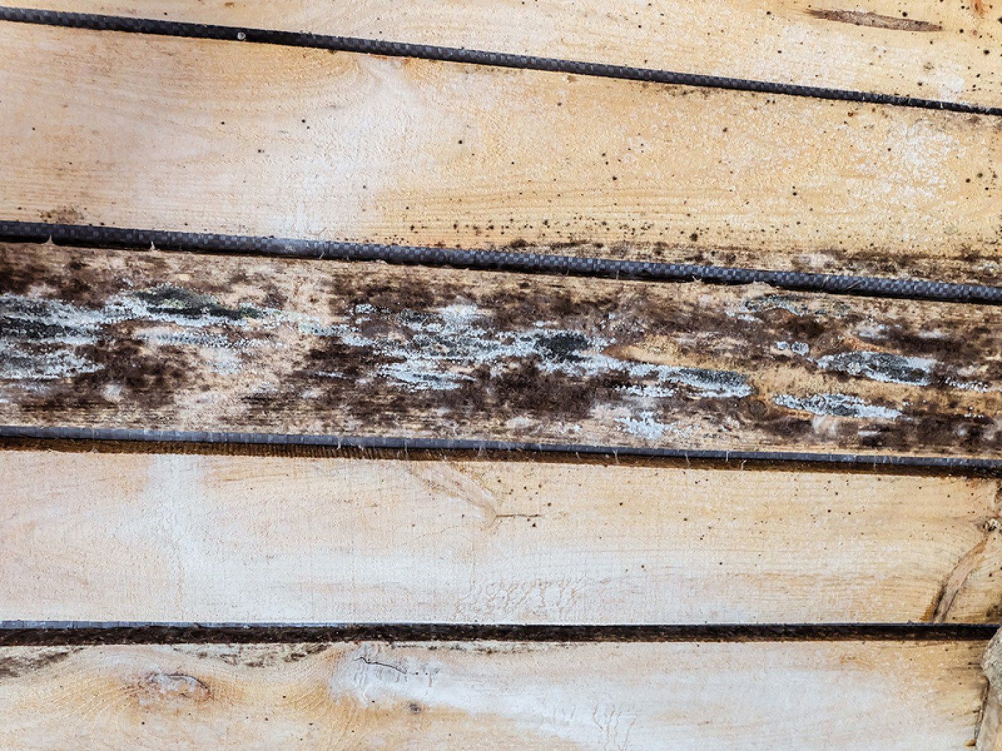 Mold Damage Repair