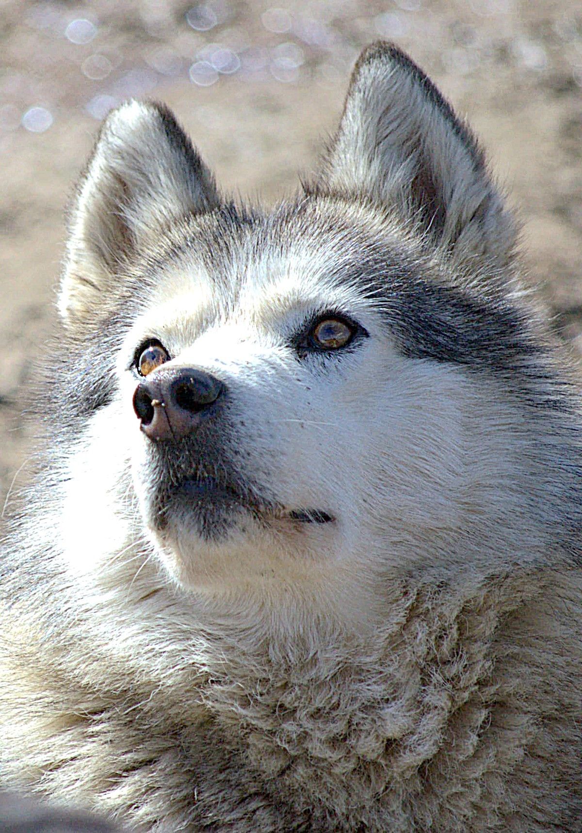 Husky Totem from the WOLF Trail pack in Rovaniemi