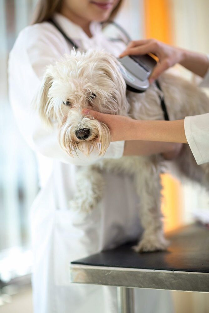 Person Trimming a Small, White Dog's Fur With an Electric Clipper — Blue & White Vet Surgery in Woolgoolga, NSW