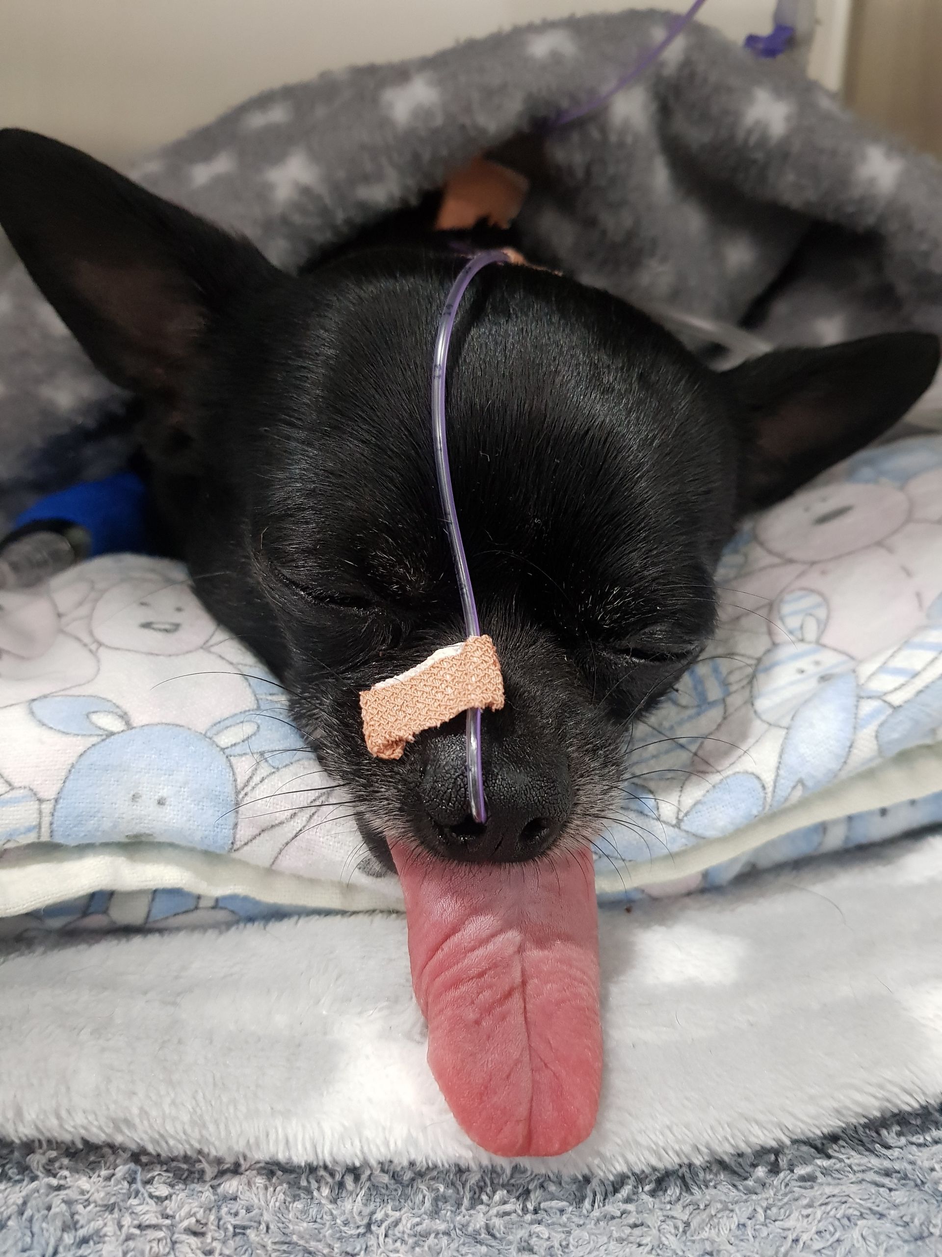 Black Dog Sleeping Under A Gray Blanket With Tongue Out — Blue & White Vet Surgery in Woolgoolga, NSW