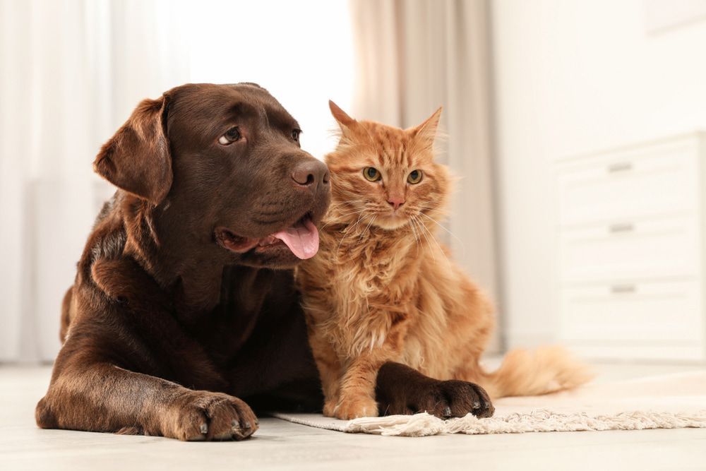 Brown Dog and Orange Cat Sitting Together on a Rug in a Room — Blue & White Vet Surgery in Woolgoolga, NSW