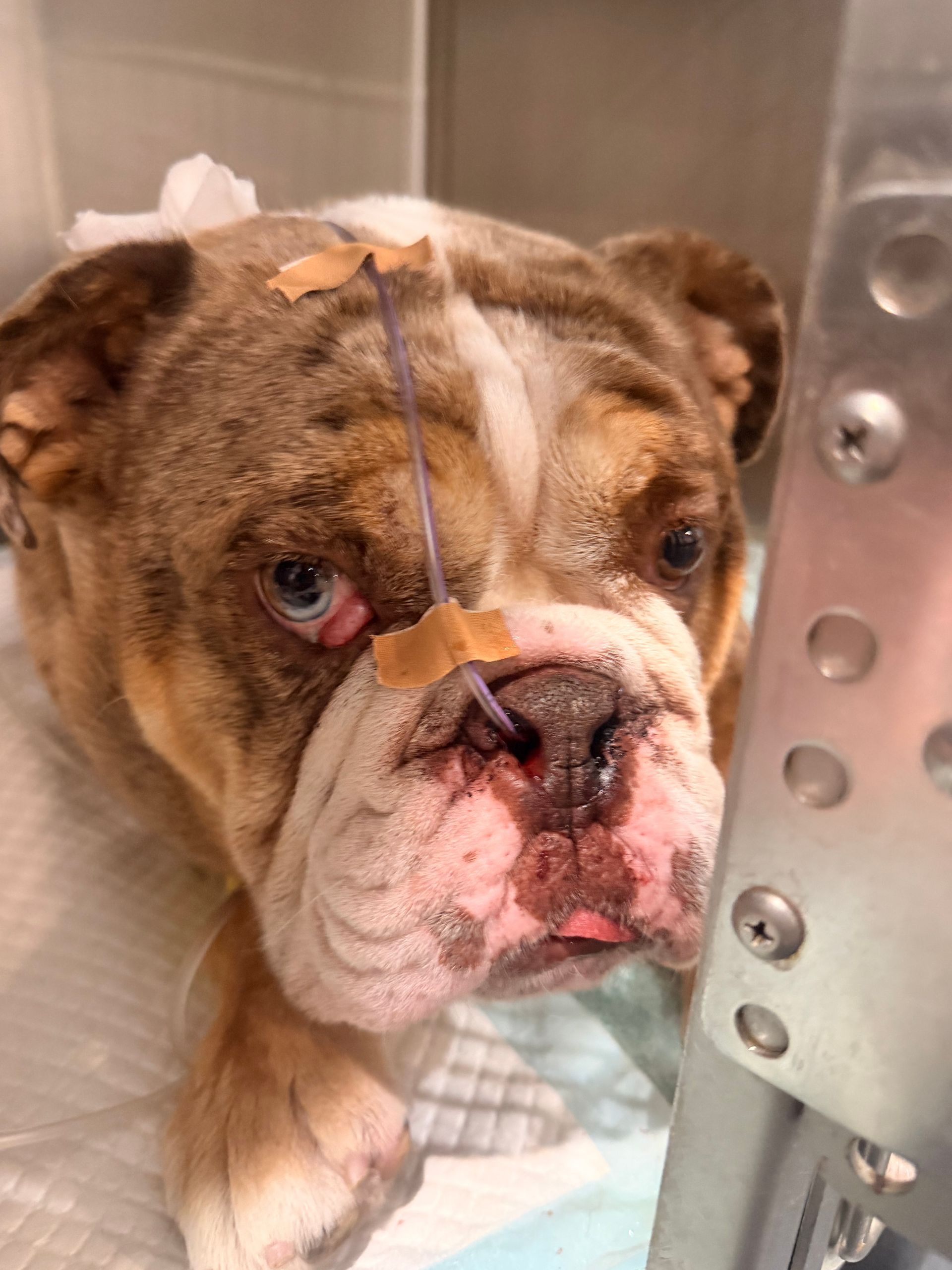 Bulldog With A Bandage On Its Head In A Veterinary Cage — Blue & White Vet Surgery in Woolgoolga, NSW