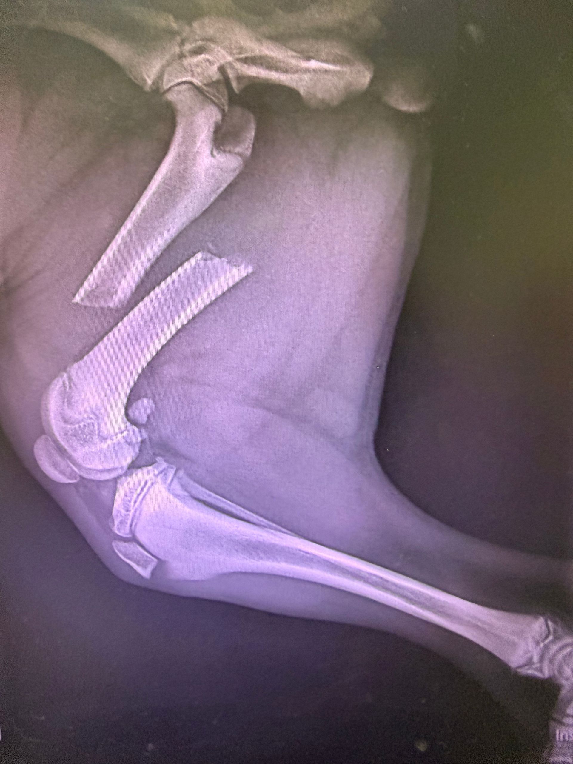 X-ray Of A Bent Animal Leg With Fractured Bones Near The Knee Joint— Blue & White Vet Surgery in Woolgoolga, NSW