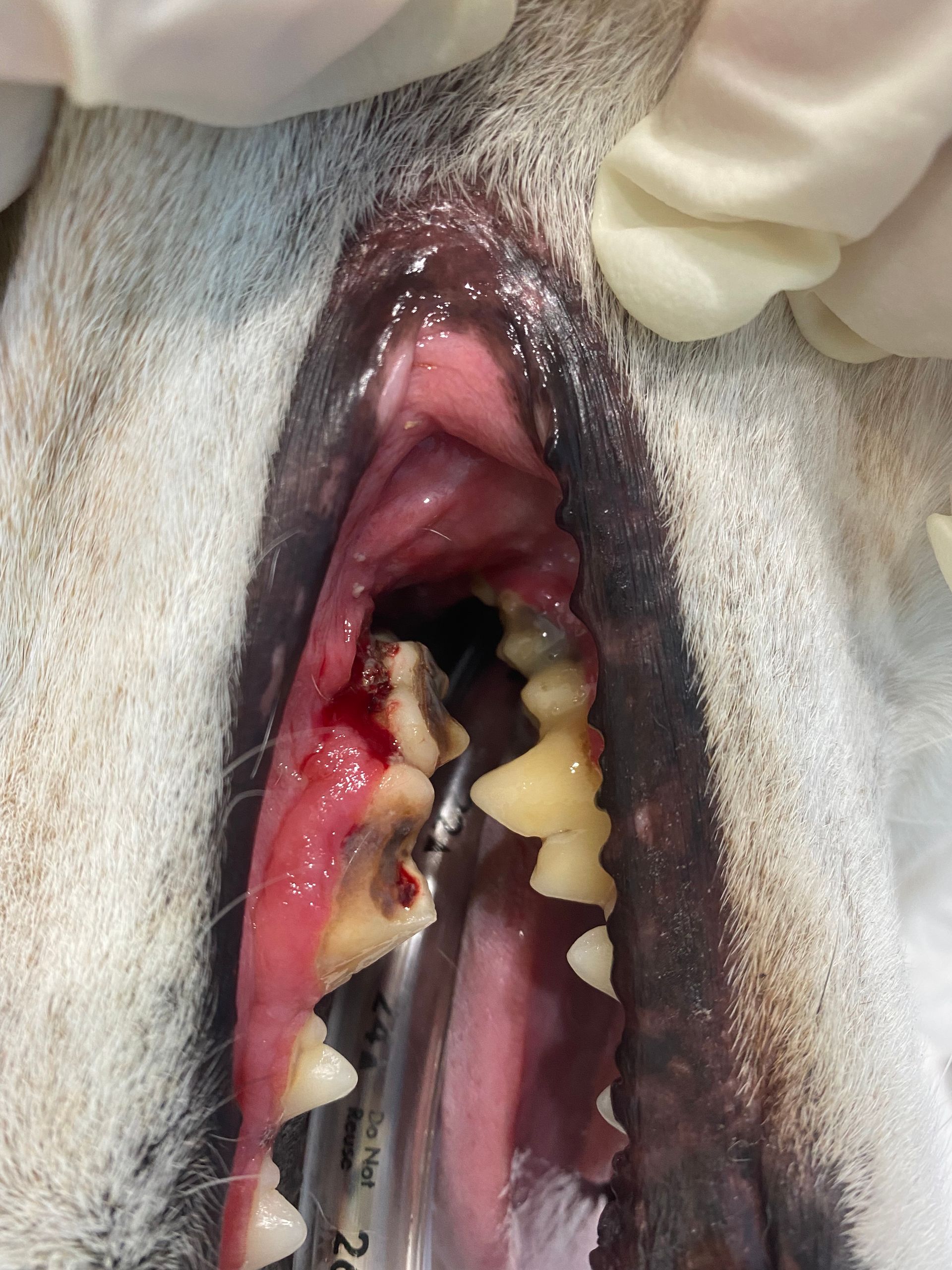 Gloved Hands Expose A Dog's Mouth With Severe Decay — Blue & White Vet Surgery in Woolgoolga, NSW