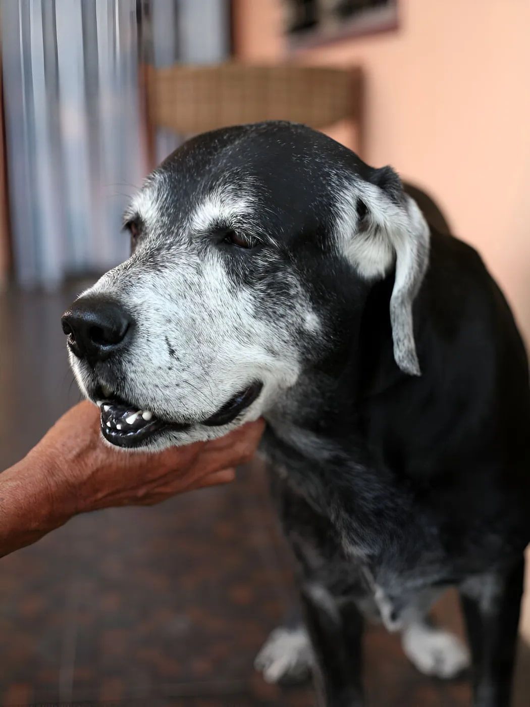 Black and White Dog With Graying Muzzle Being Petted by a Hand — Blue & White Vet Surgery in Woolgoolga, NSW