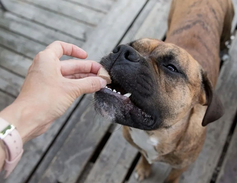 Dog Receiving a Treat From a Hand on a Wooden Deck — Blue & White Vet Surgery in Woolgoolga, NSW