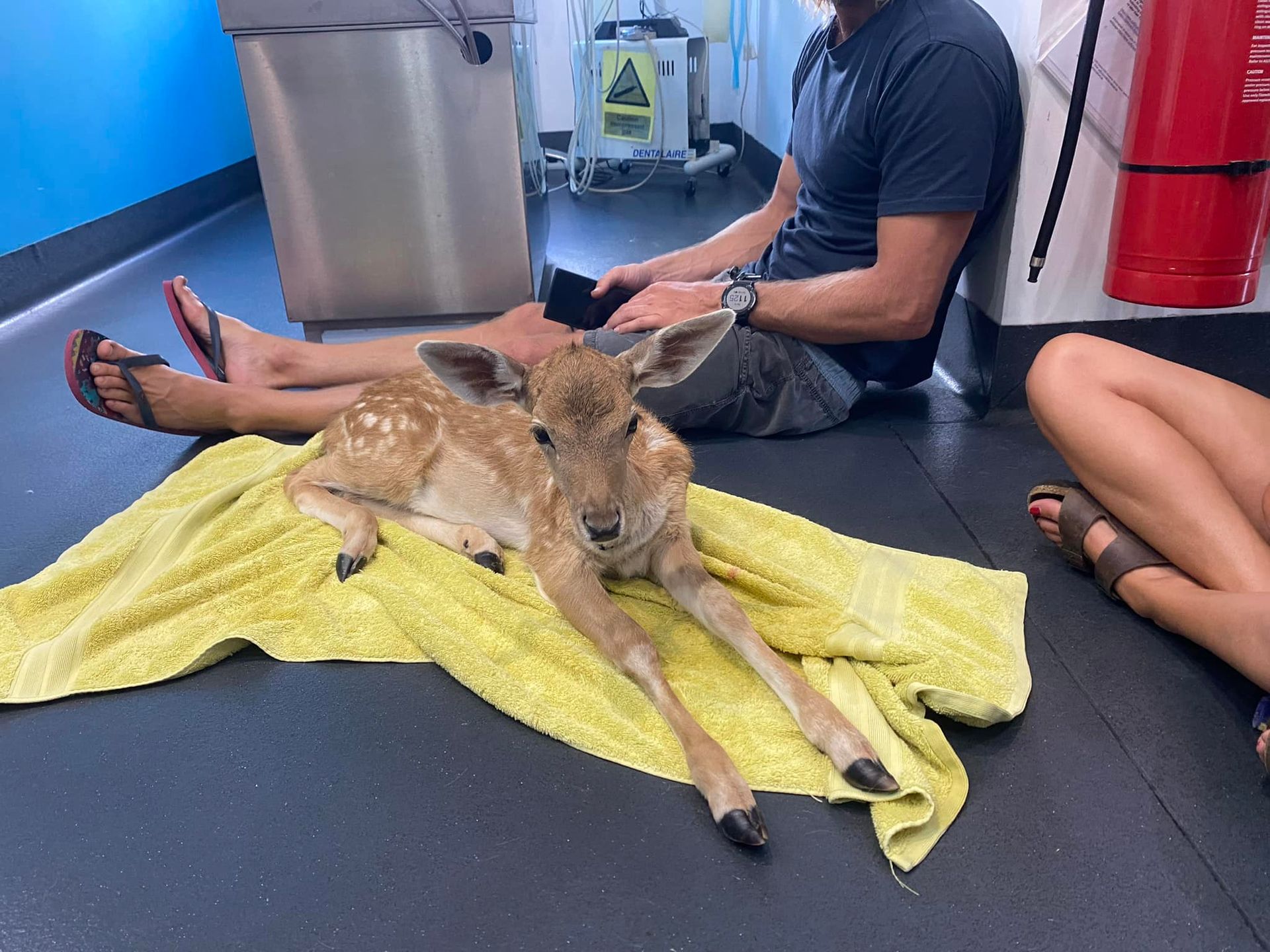 A Fawn Rests on A Yellow Towel on A Floor Near Two People — Blue & White Vet Surgery in Woolgoolga, NSW