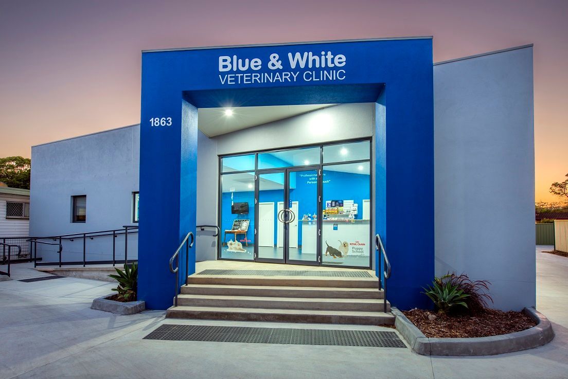 Blue-and-white veterinary clinic building with glass entrance at dusk — Blue & White Vet Surgery in Woolgoolga, NSW