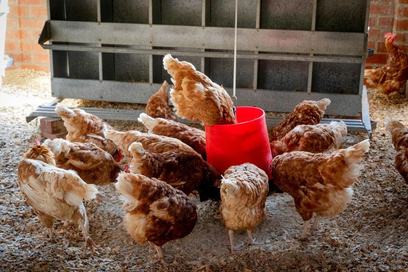 A group of chickens are standing around a red bucket