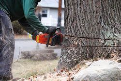 Person using chainsaw to cut a tree trunk; sawdust visible.