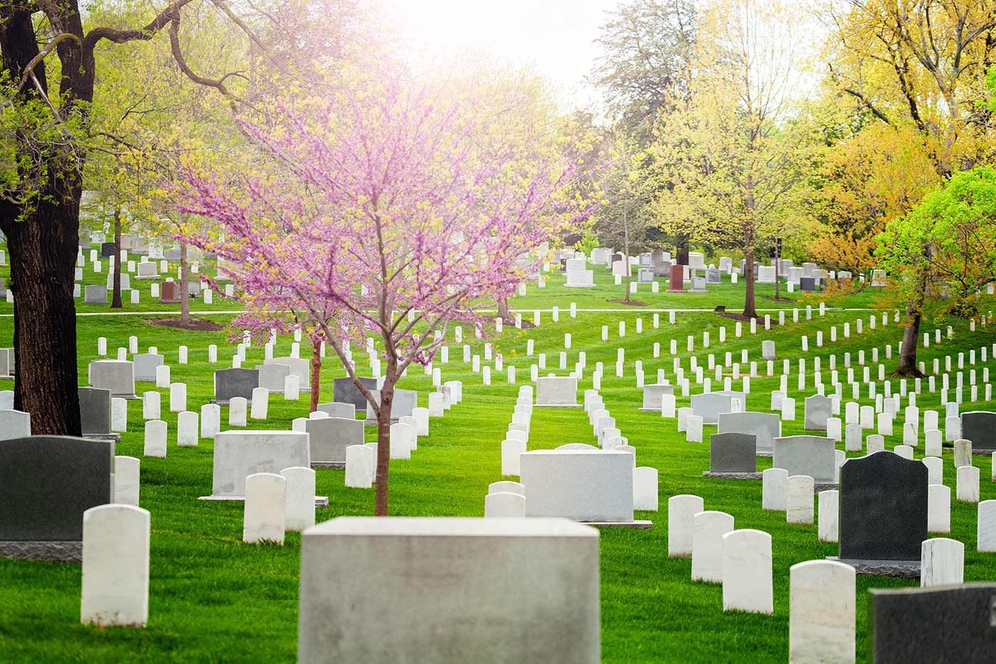 Sunlit cemetery with rows of white headstones and a blooming pink flowering tree on a grassy hill.