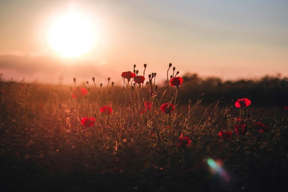 Silhouetted wildflowers against a colorful sunset in Mount Vernon, AL, symbolizing remembrance, peace, and honoring the life of a loved one.