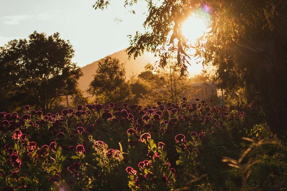 Golden sunrise across a field of wildflowers in Mount Vernon, Alabama, reflecting comfort, renewal, and remembrance during times of loss.