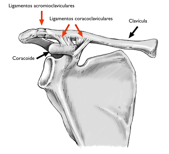 Um diagrama de um ombro mostrando os ligamentos acromioclaviculares