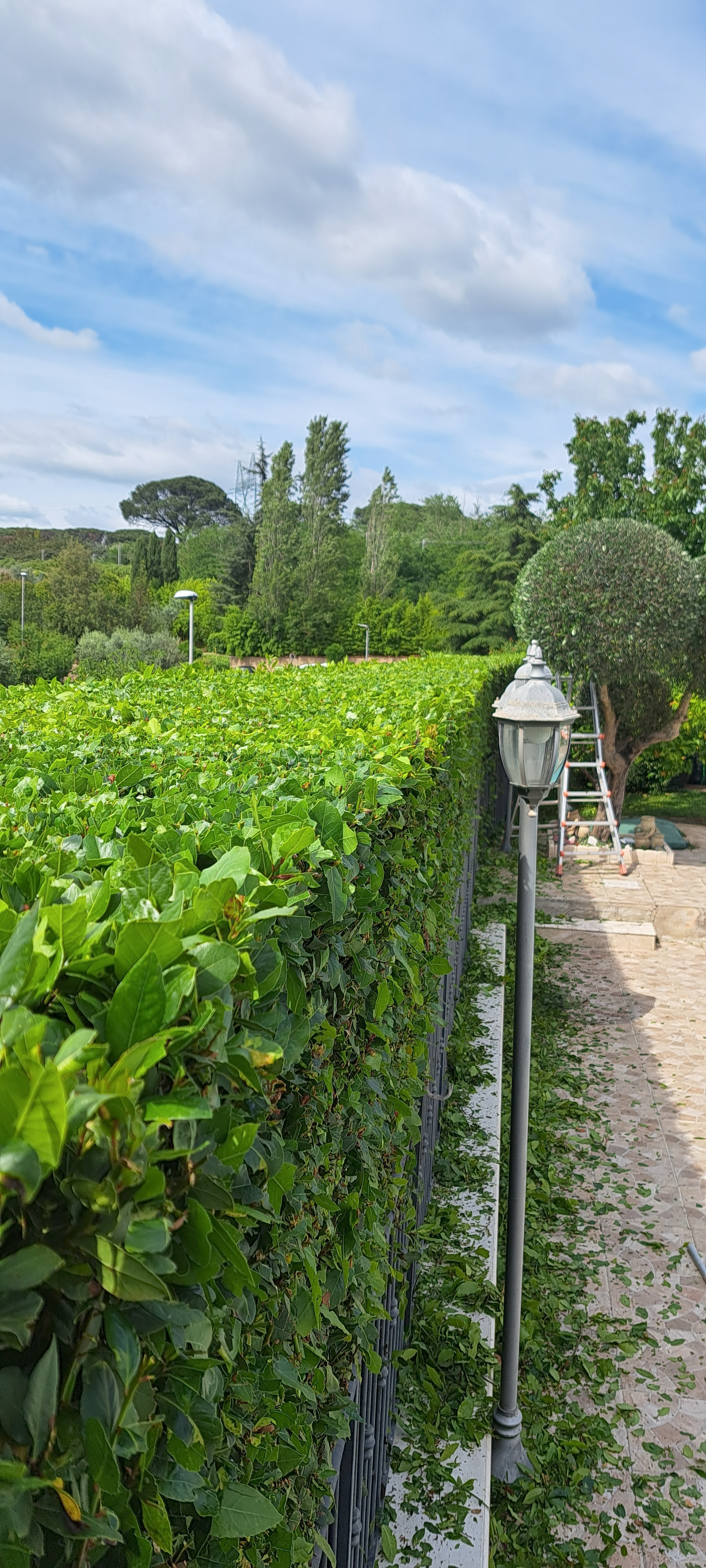 Verdi filari di vigneti accanto a un sentiero di ghiaia e a un palo di recinzione bianco sotto un cielo parzialmente nuvoloso.