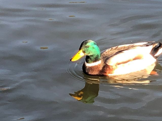 A duck with a yellow beak is swimming in the water