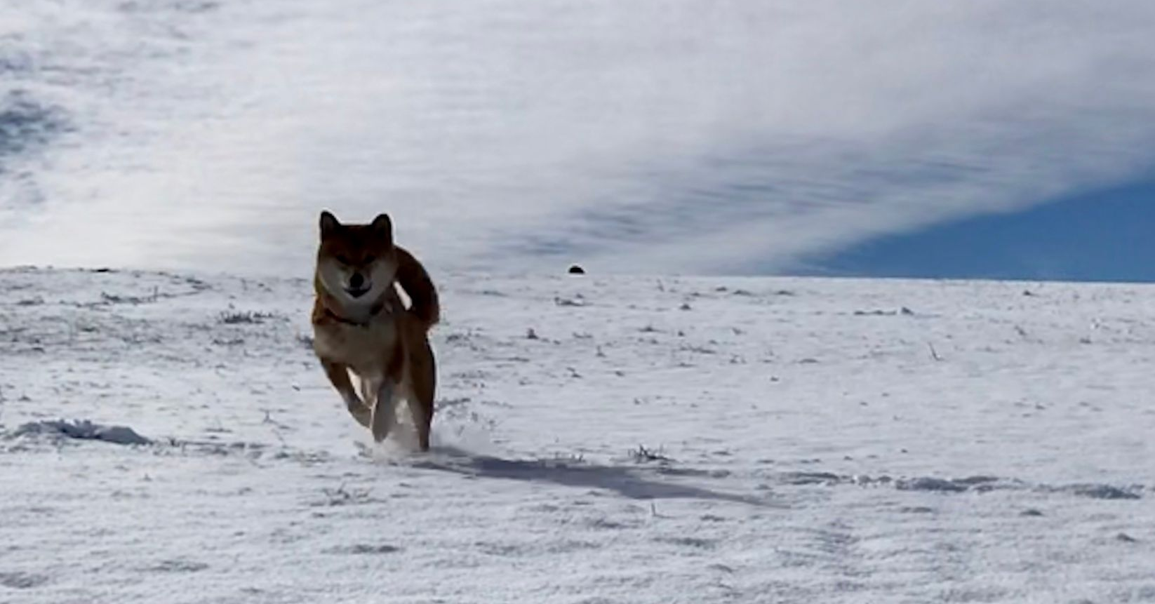 Wolf rennt über ein schneebedecktes Feld unter einem bewölkten Himmel