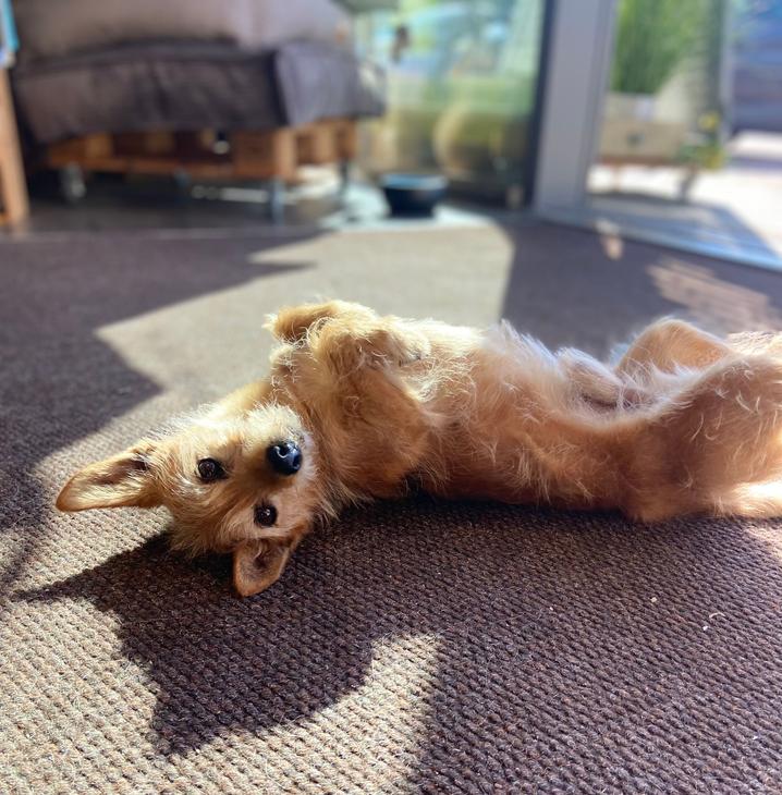Kleiner, hellbrauner Hund liegt mit dem Bauch nach oben 