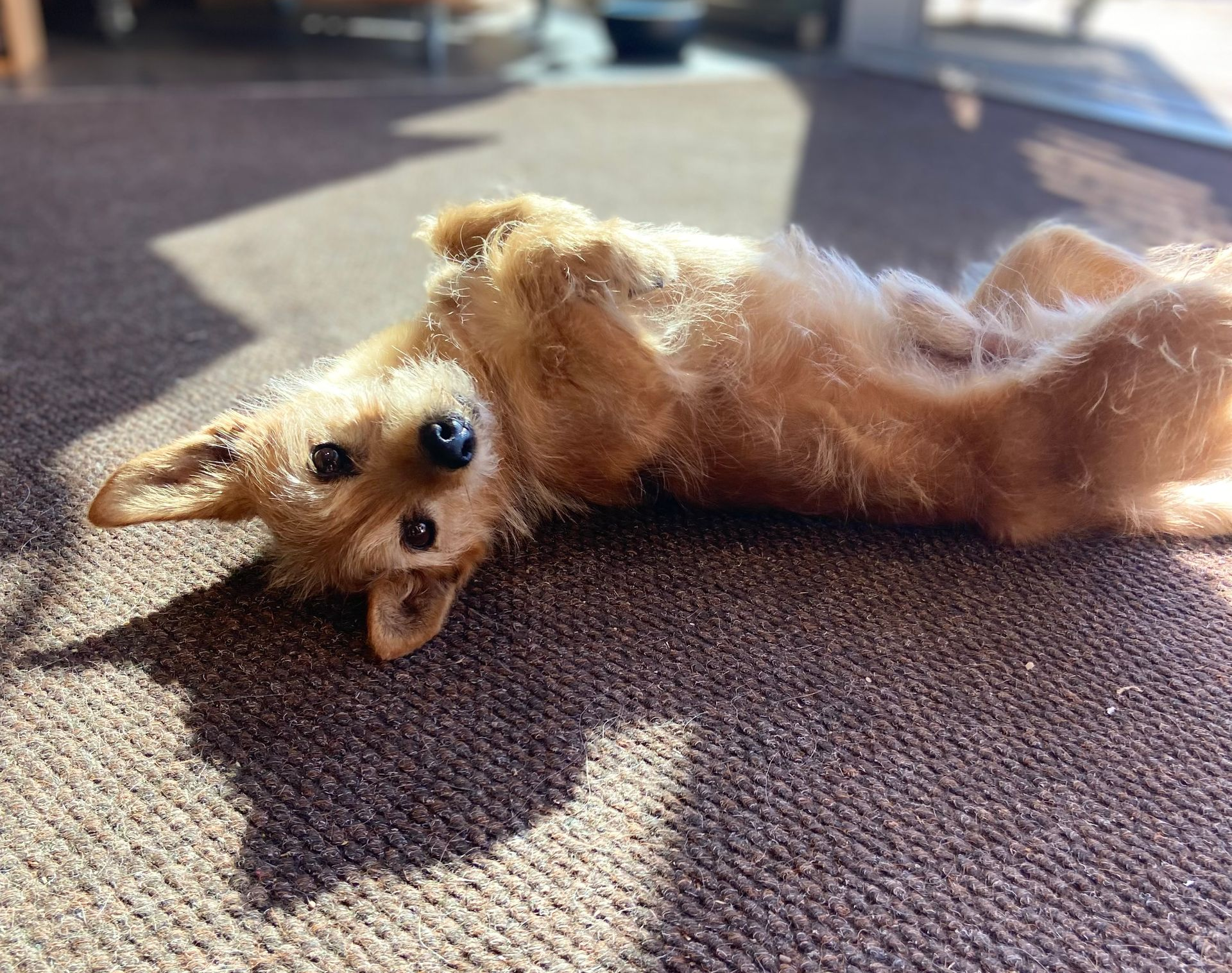 Kleiner, hellbrauner Hund liegt kopfüber auf einem sonnenbeschienenen Teppich und schaut in die Kamera.