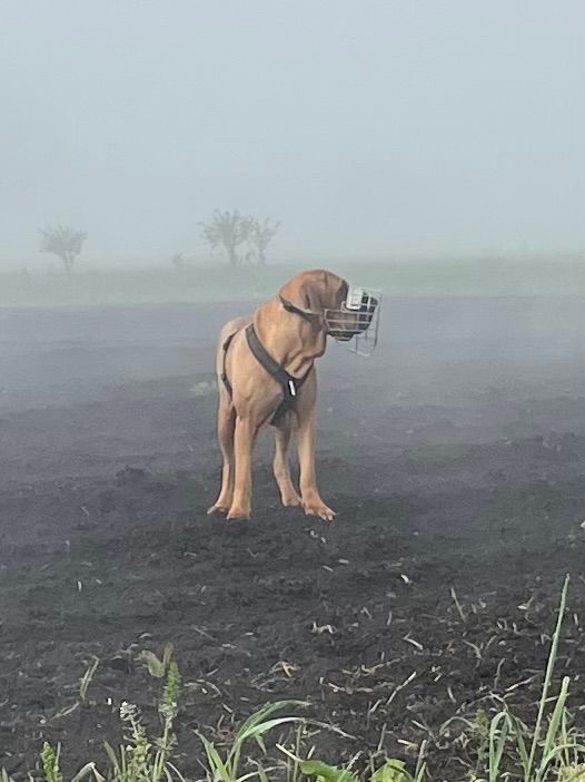 Ein goldener Hund mit Maulkorb steht auf einem nebligen, kargen Feld.