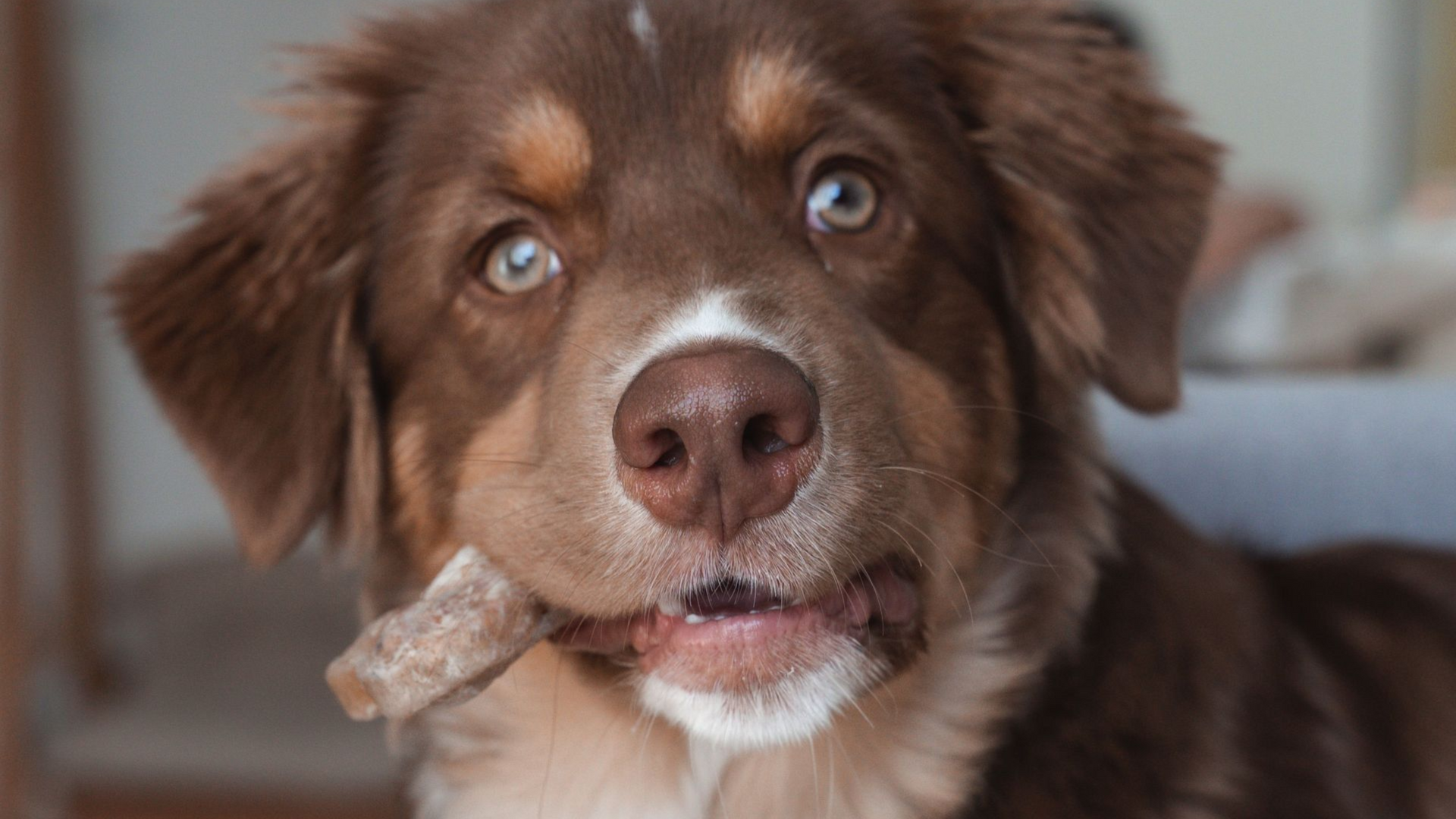 Brauner Hund mit blauen Augen, der einen Stock im Maul hält und drinnen in die Kamera schaut.
