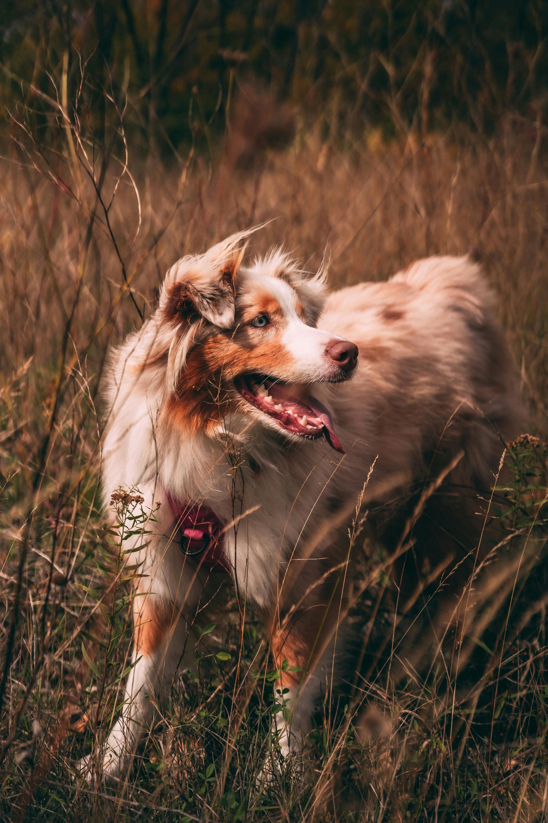 Weißer und brauner Hund steht im hohen Gras, die Zunge herausgestreckt, auf einem sonnenbeschienenen Feld