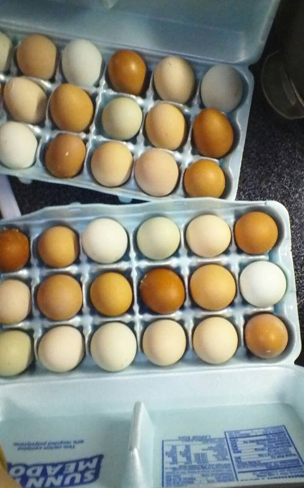 Two trays of assorted brown and white eggs in a carton, viewed from above.