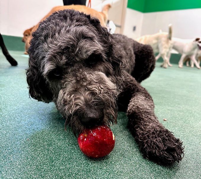 Black curly dog lying on green carpet, chewing a red ball, with other dogs blurred in the background