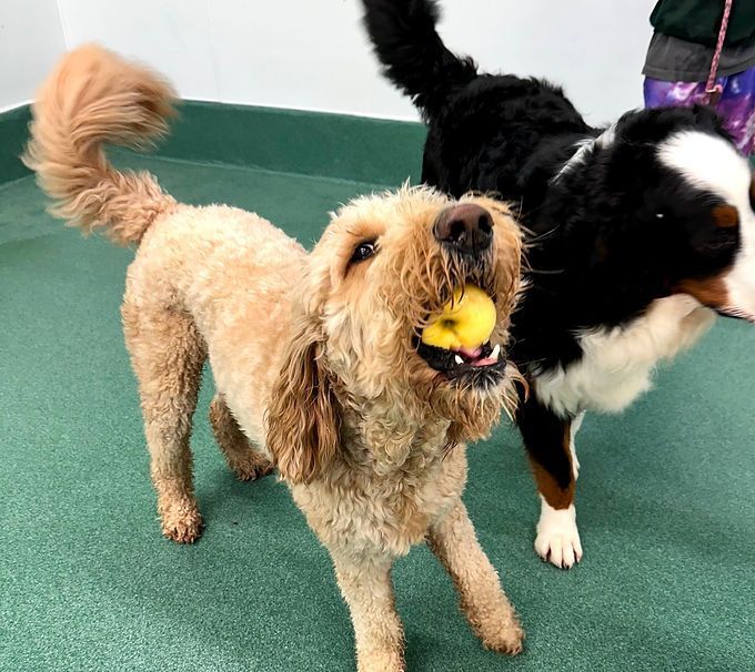 Tan poodle with a ball in its mouth, standing on a green floor beside a black-and-white dog