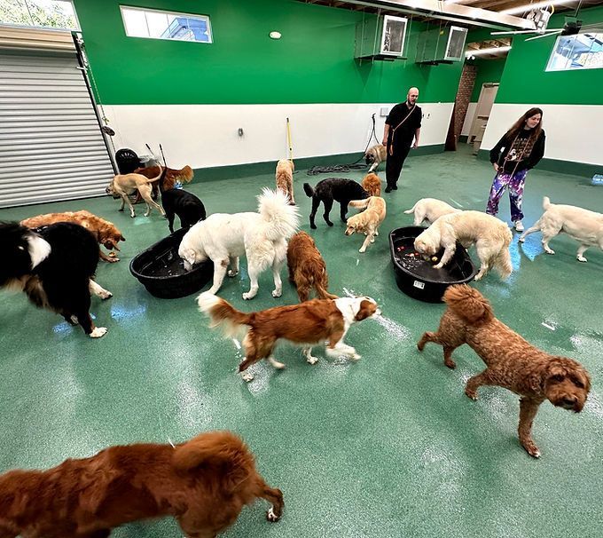 Dogs playing in an indoor daycare room with green floor and white walls, two people standing nearby