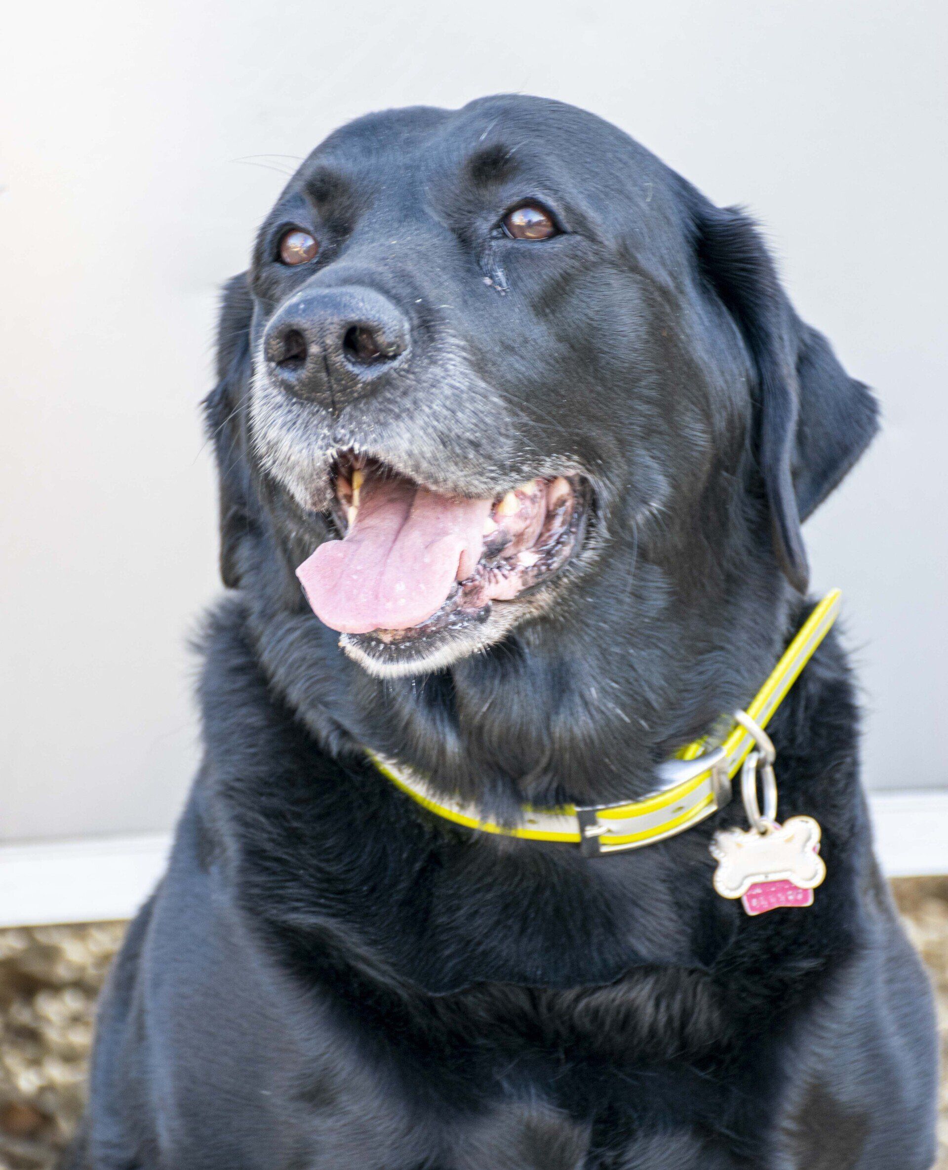 Black Labrador with a pink tongue, wearing a yellow collar with a bone-shaped tag, looking up.