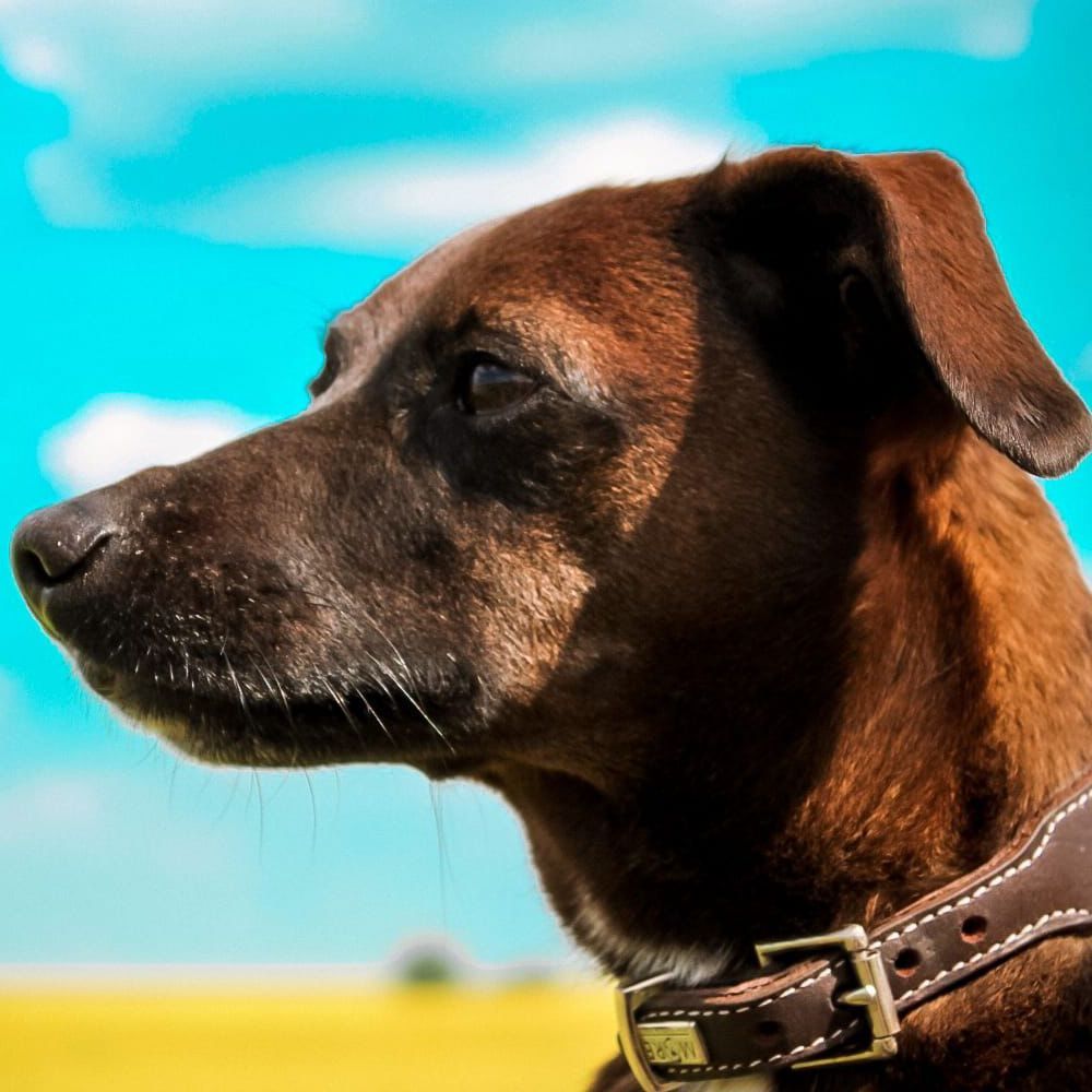 Hund names Blue