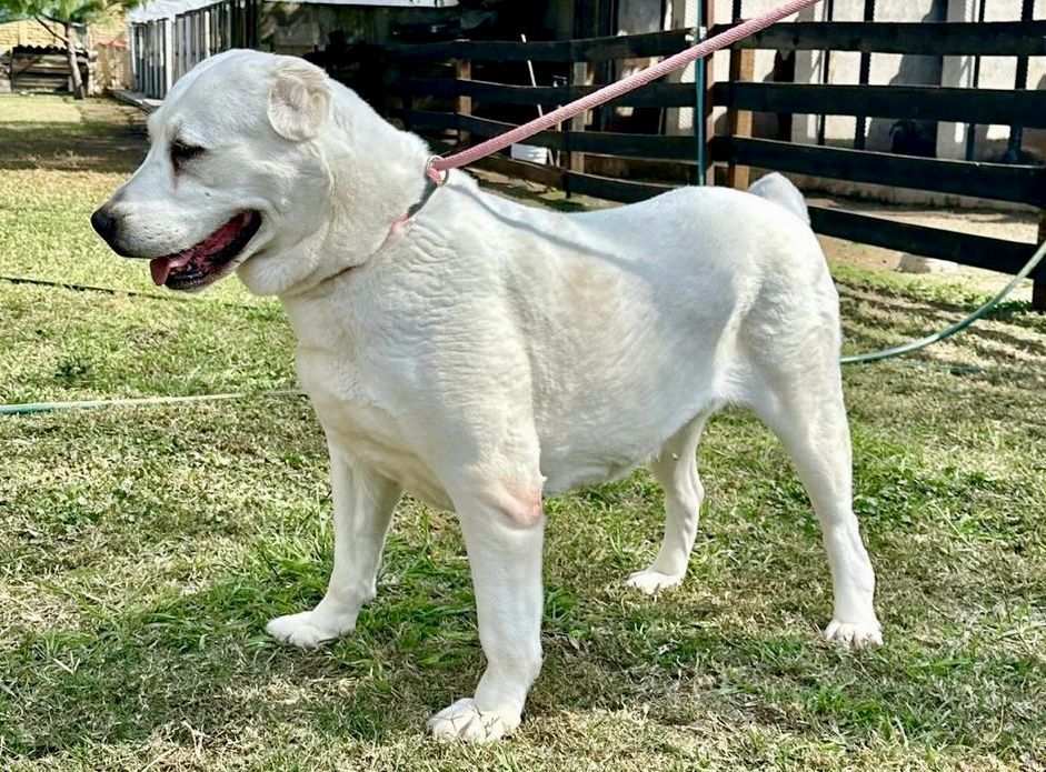 cachorro alabai en venta