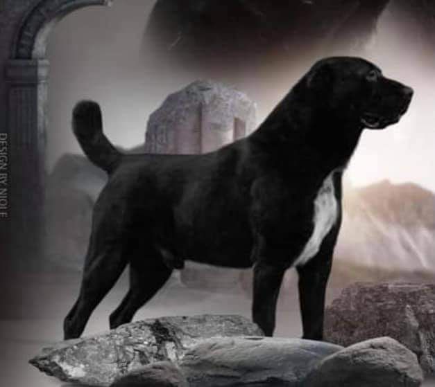 cachorro alabai en venta