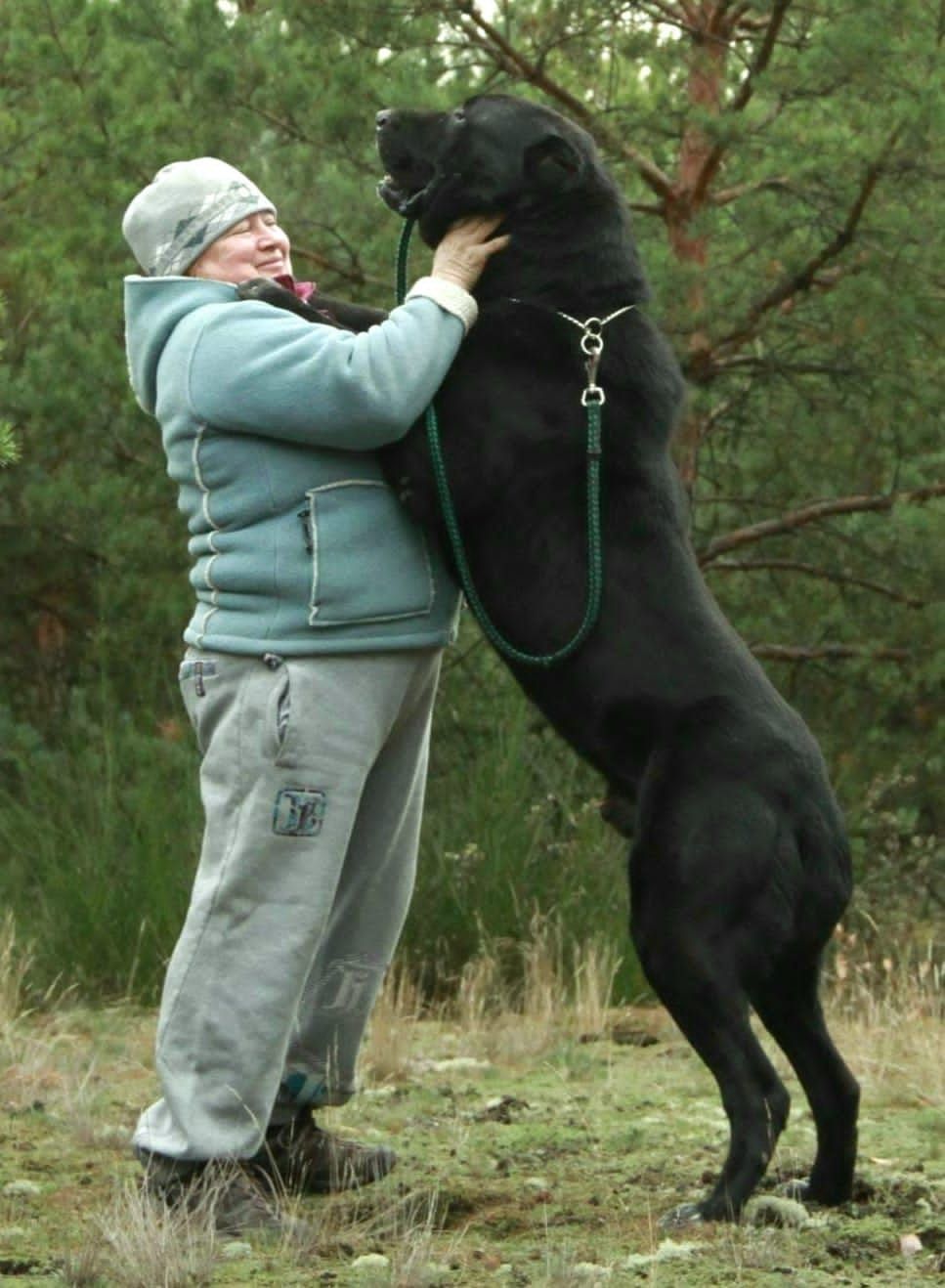 cachorro alabai en venta