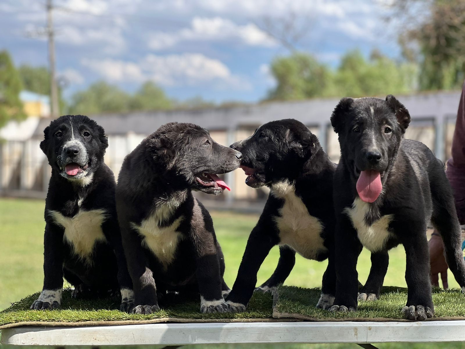 cachorro alabai en venta