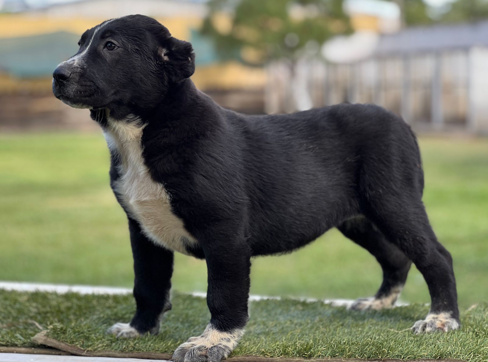 cachorro alabai en venta