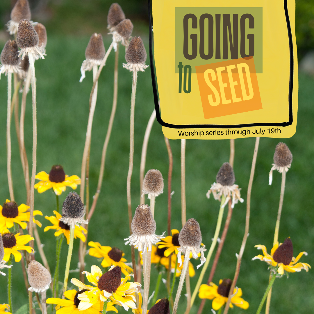 Going to Seed worship series through July 19th