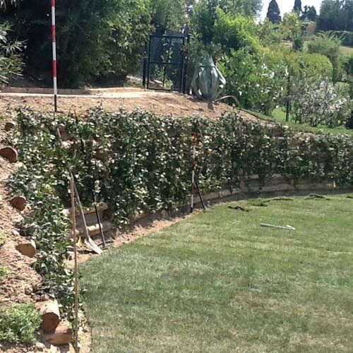 Giardino con piante