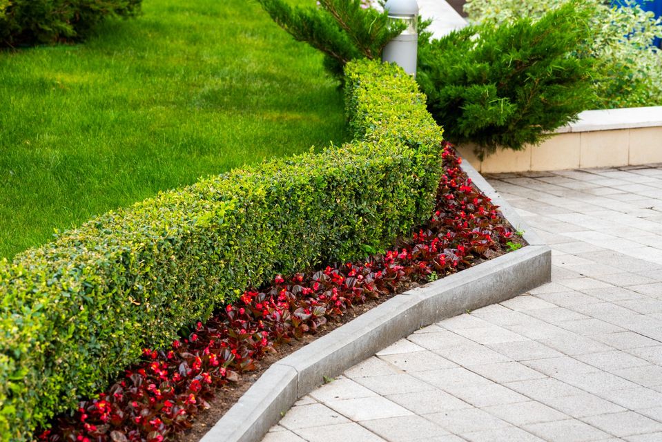 Curved landscaped garden border with green hedges, red flowers, and a light stone walkway