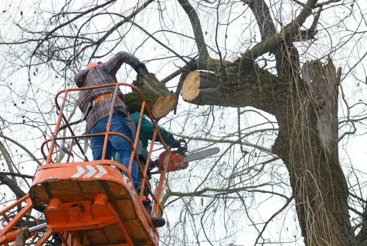 bucket truck tree service removing branches near home in Menifee CA