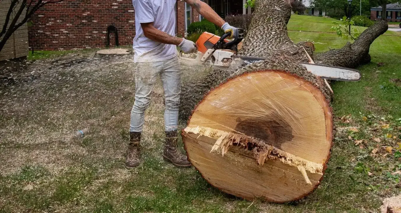 tree cutting service preparing trunk sections during removal in Menifee CA