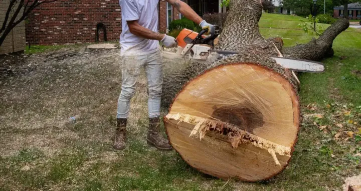 tree cutting service preparing trunk sections during removal in Menifee CA