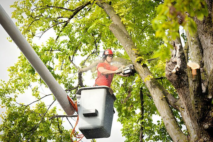 professional stump grinder removing tree stump safely in Menifee California