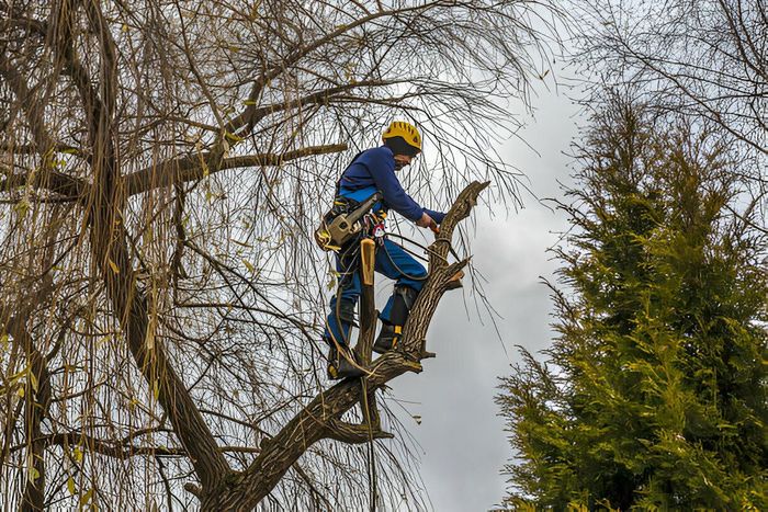 licensed arborist trimming tree branches using safety harness in Menifee CA