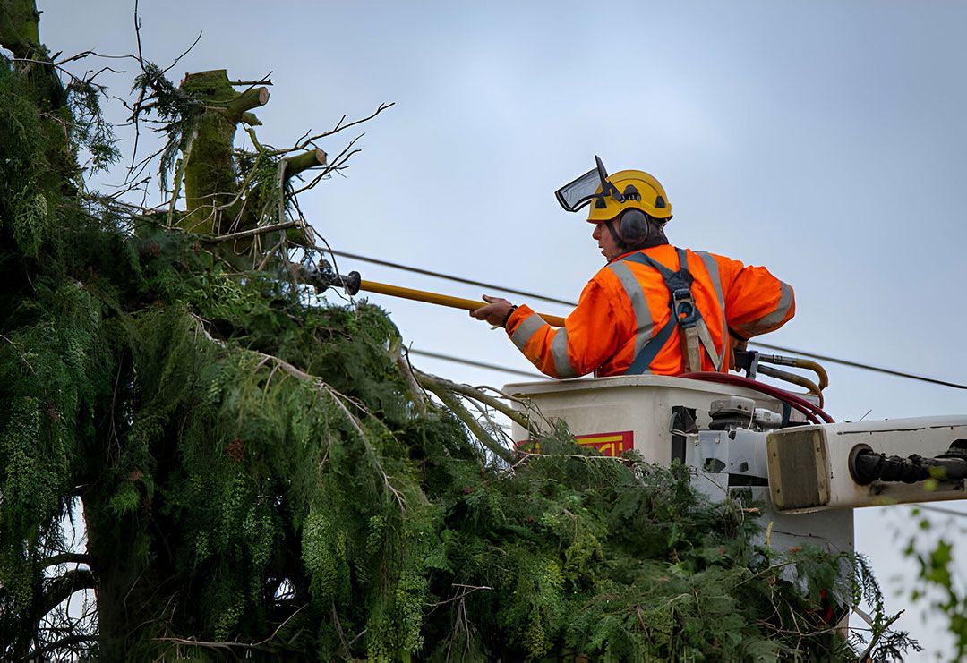 tree trimming service removing overgrown branches in Menifee California