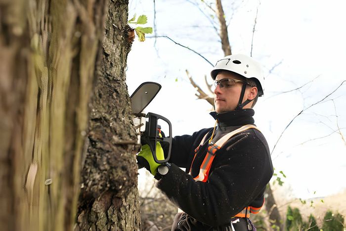 licensed arborist trimming tree branches using safety harness in Menifee CA