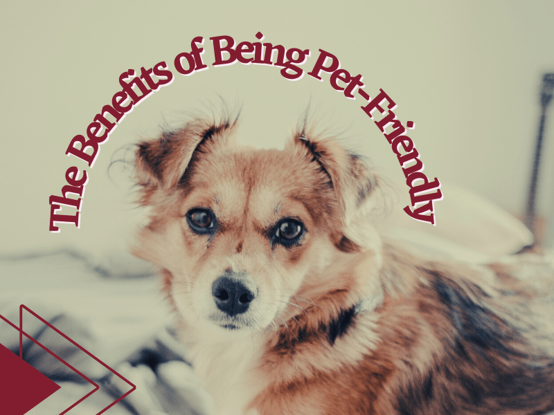 The Benefits of Being Pet-Friendly | Merced Property Management  - Article Banner